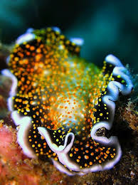 Unless they are also amphibious, they cannot also breathe air. Image Result For Round Flat Nudibranch Sea Slug Beautiful Sea Creatures Ocean Creatures