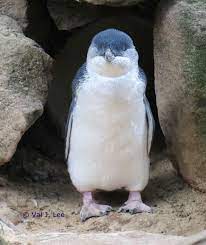 They are also called fairy penguins. Little Blue Penguins Birds Through Val Lee S Looking Glass
