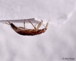 Das kratzen der juckenden bisse und stiche auf der haut verursachen blutige stellen was wiederum nahrungsquelle für die parasiten im bett ist. Bettwanzen Der Feind In Meinem Bett Wie Werde Ich Sie Los Bett1 De