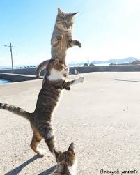 たち ねこ