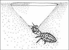 The Mighty Ant Lion Lion Life Cycle Ants Animal Projects