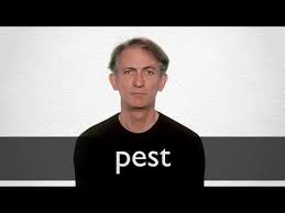 You may exercise your right to consent or object to a legitimate interest, based on a specific purpose below or at a partner level in the link under each purpose. Pest Definition And Meaning Collins English Dictionary