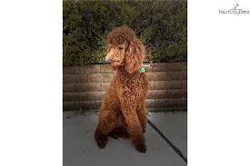 We did not find results for: Puppies For Sale From Red Door Poodles Member Since January 2020