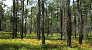 When that happens, you will notice that pine and cedar pollen turn everything a shade of yellow. Virginia S Founding Forest The Nature Conservancy