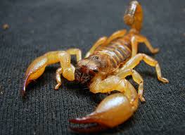 20 Amazing Animal Adaptations For Living In The Desert Scorpion Arachnids Animal Adaptations