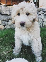 Cripple creek labradoodles breeds lovable, friendly labradoodle puppies in the houston area. Southern Labradoodles