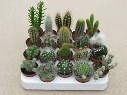 Be careful when watering cacti. 10 X Mixed Cacti Cactus Plants 5 5cm Pots Cacti Assorted Varieties Ebay