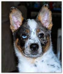 Blue Heeler But Looks Like A Texas Heeler To Me Aussie Sheperd X Blue Heeler Very Pretty Pup Cattle Dogs Mix Blue Heeler Puppies Australian Cattle Dog Mix