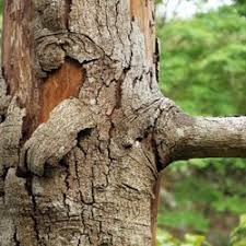 Animal control solutions for the following wildlife in hendersonville, north carolina: Greene S Tree Service Pest Control 3765 Evans Rd Hendersonville Nc Phone Number Yelp