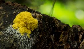 It also went under the water and disappeared. Yellow Fungus By Danimatie On Deviantart