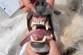 Brutus Teeth U S Geological Survey