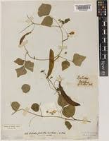 Image result for Dolichos trilobus