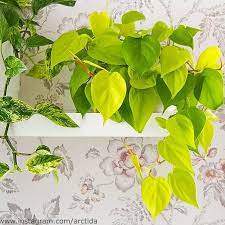 My Philodendron Hederaceum Philodendron Scandens Neon Also Known As Heart Leaf Philodendron Is Showing Off Its Gorgeous C Pretty Plants Philodendron Plants