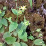 Image result for Wahlenbergia flexuosa