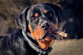 What S Up Doc Rottweiler Love Rottweiler Lovers Rottweiler Dog