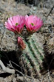 A cactus (plural cacti, cactuses, or less commonly, cactus) is a member of the plant family cactaceae, a family comprising about 127 genera with some 1750 known species of the order. Echinocereus Xlloydii Usa Texas Pecos Co More Pictures At Http Www Echinocereus De Cactus Plants Desert Flowers Succulents