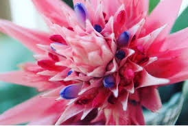 We did not find results for: Bromeliad Care Indoors Growing Watering And Propagating