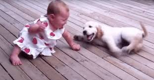 Like all dogs, you can find a wide range of prices for golden conversely, it might cost you more initially to find a dog from breeders with the utmost quality, care. Golden Retriever Puppy Meets An 8 Month Old Toddler For The First Time And Falls In Love Cesar S Way