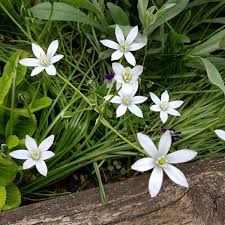 Image result for Ornithogalum seineri
