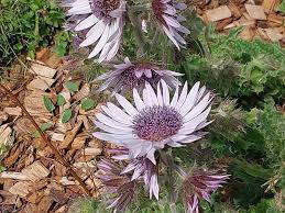Image result for Berkheya carlinopsis