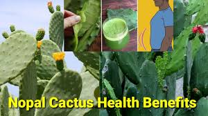 This beverage has recently caught on in popularity in the united states. Nopal Cactus Health Benefits Kunting Kaalaman Youtube