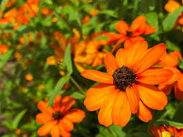 Image result for Zinnia angustifolia