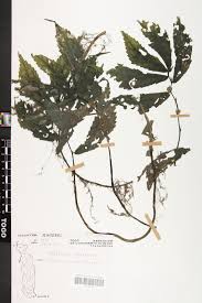 Image result for Elatostema paivaeanum