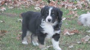 Favorite this post apr 16 australian shepherd / cur dog mix. Adorable 24 Lb Corgi Australian Shepherd Mix For Sale In Northfield Minnesota Classified Americanlisted Com