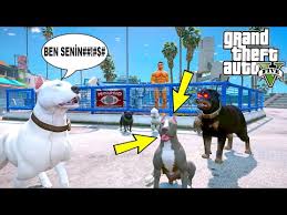 Yavru Pitbull Kaos Babasi Beyaz Pitbull Jack Le Tanisiyor Gta 5 Youtube