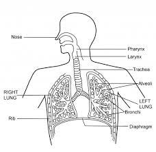 Human Respiratory System Diagram For Kids 5 Best Images Of Upper And Lower Respiratory Human Respiratory System Respiratory System Function Respiratory System