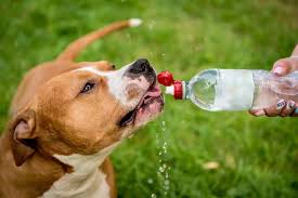 It's also the time that you are introducing them to the concept of drinking water. Free Photo Puppy Of Little Gray Siberian Husky Dog Smelling And Drinking Water From Rounded Silver Plate Furry Carried Puppy Looking At Plate Playing Isolate On White Lovely Pet