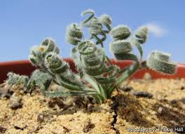 Image result for Gethyllis