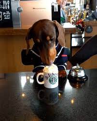 Dachshund And Coffee Video Dachshund Pets Funny Dachshund Dachshund Puppy Miniature