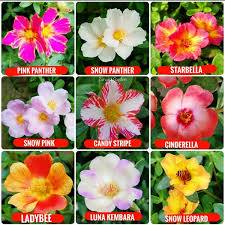 Di indonesia, berbagai jenis portulaca disebut sebagai krokot. Jual Krokot Selapis Di Lapak Zunaira Garden Bukalapak