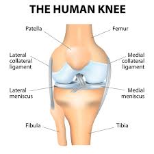 Patellar Instability Anatomy And Causes Jeffrey H Berg M D Knee Joint Anatomy Anatomy Of The Knee Human Knee