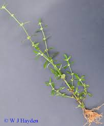 Image result for Spermacoce