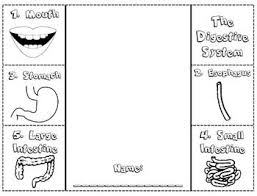Digestive System Foldable Note Catcher Digestive System Foldable Digestive System Digestive System For Kids