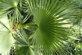 Image result for Washingtonia filifera