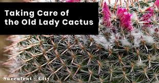 Other hairy cacti in cultivation include: Taking Care Of The Old Lady Cactus Succulent Tips Succulent City