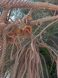 Image result for Araucaria cunninghamii