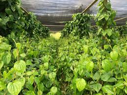 Betel Nut Betel Nut Plants