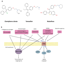 Image result for Selective Estrogen Receptor Modulator