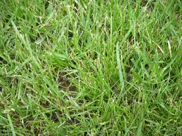 Let them mulch your yard. Safe Mulch Shred Leaves On New Young Grass Lawn Lawnsite Is The Largest And Most Active Online Forum Serving Green Industry Professionals