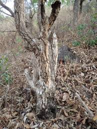 Image result for Dichaetanthera erici-rosenii