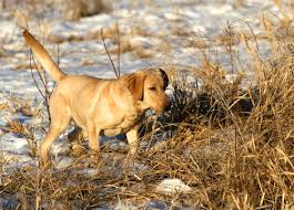 Check spelling or type a new query. Sauk River Retrievers