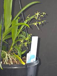 Image result for Angraecum calceolus