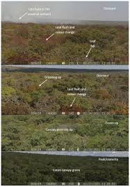 Image result for Uapaca sansibarica