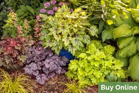 All will grow in part shade. Heuchera The Ultimate Guide To Coral Bells From Proven Winners Proven Winners