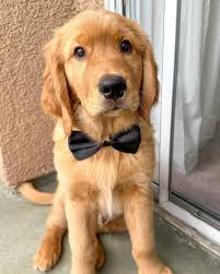 Image result for golden retriever