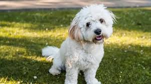 Since greenfield puppies was founded in 2000, we have been connecting healthy puppies with caring, loving families. Yorkie Bichon History Facts Personality Temperament Care